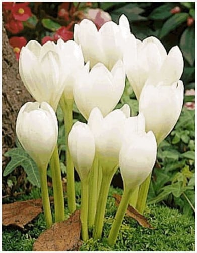 Colchicum autumnale Album - Safran des près