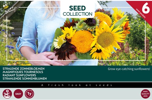 Collection 6 Magnifiques tournesols - Buzzy Collection