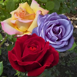 Collection Rosiers à Grande fleurs et Parfumé - Rosa