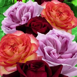 Collection de roses fortement parfumées - Rosa
