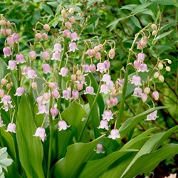 Muguet Rose - Convallaria Majalis