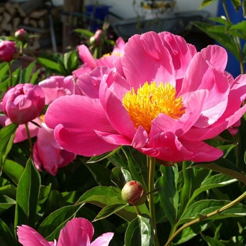 Pivoine coral sunset - Paeonia
