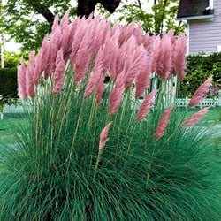 Cortaderia Selloana Pink Feather - Herbe de Pampa