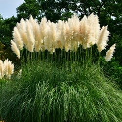 Cortaderia Selloana White Feather - Herbe de la pampa