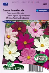 Cosmos bipinné à grandes fleurs Sensation Mix