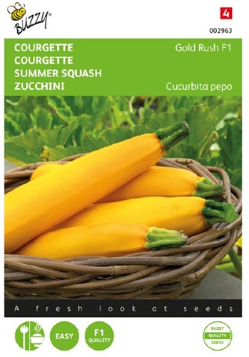 Courgette - Gold Rush F1 - Cucurbita pepo