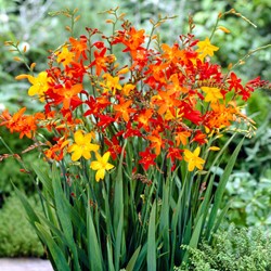 Crocosmia en mélange - Montbretia