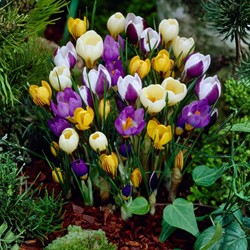 Krokus Botanisch Gemengd - Crocus