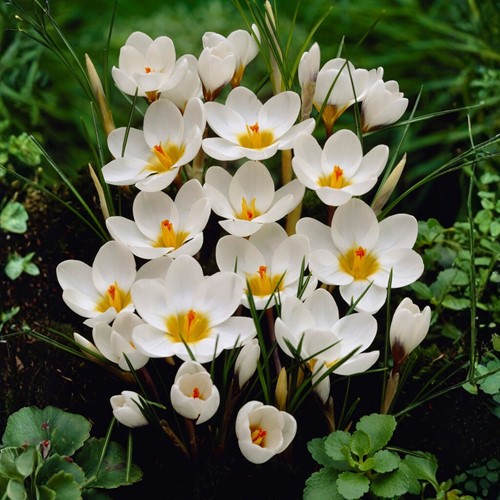 Krokus Ard Schenk - Crocus