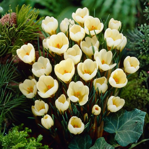 Crocus Cream Beauty - Krokus