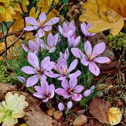 Crocus Sativus - Crocus safran