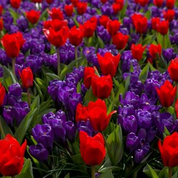 Tulp & Krokus Mix - Tulipa et Crocus