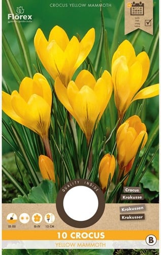 Crocus Yellow Mammoth - Crocus vernus