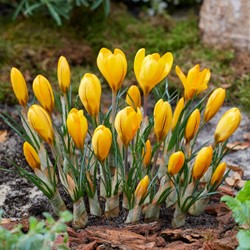 Krokus Yellow Mammoth - Crocus vernus