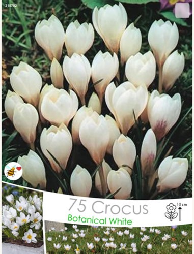 Crocus Miss Vain