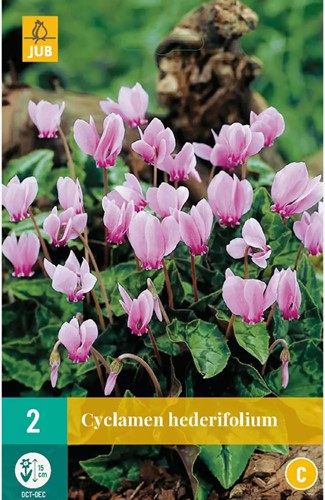 Cyclamen Hederifolium - Napolitaanse Cyclaam-2