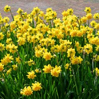 Narcis Tête Bouclé - Narcissus