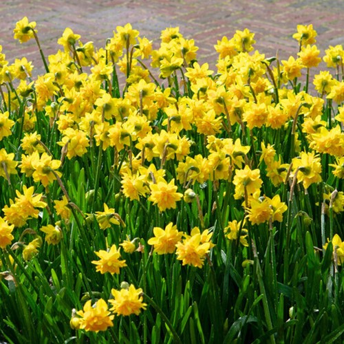 Narcis Tête Bouclé - Narcissus