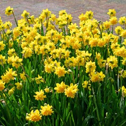 Narcisse Tête Bouclé - Narcissus