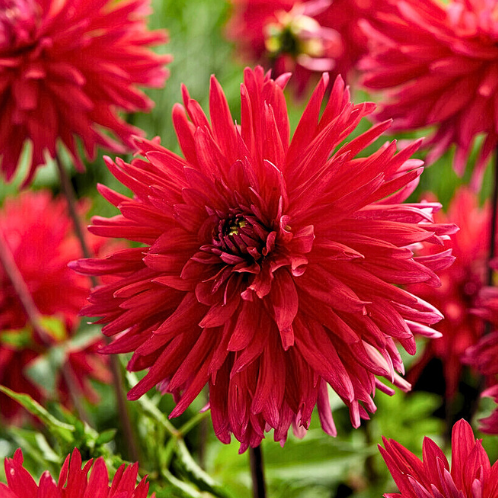 Dahlia Acapulco - Dahlia Cactus Rouge