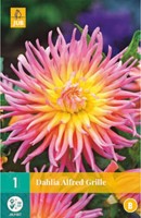 Dahlia Alfred Grille - Dahlia cactus-2