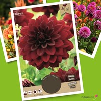 Dahlia Arabian Night - Dahlia décoratif-2
