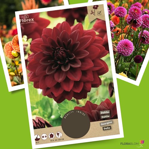 Dahlia Arabian Night - Dahlia décoratif-2