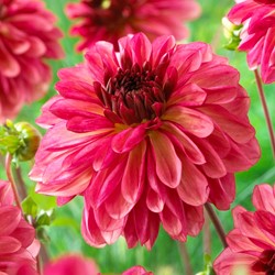 Dahlia Bacardi