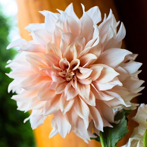 Dahlia Dinnerplate Café au Lait