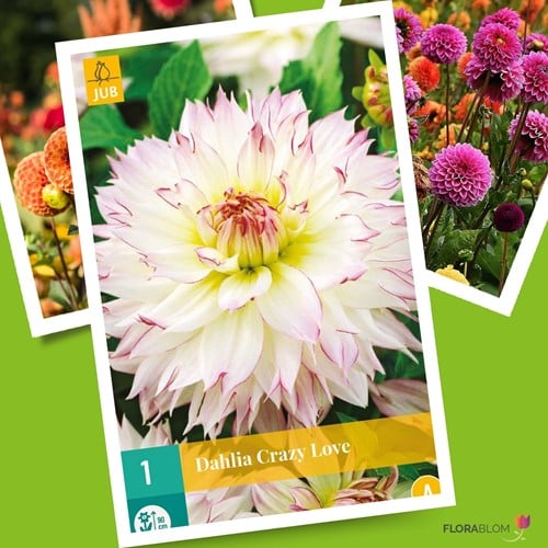 Dahlia Crazy Love