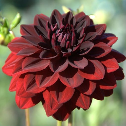 Dahlia Arabian Night - Dahlia décoratif