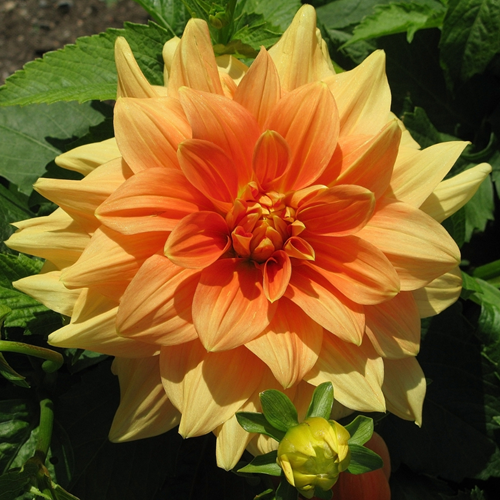 Dahlia décoratif Orange Glorie van Noordwijk
