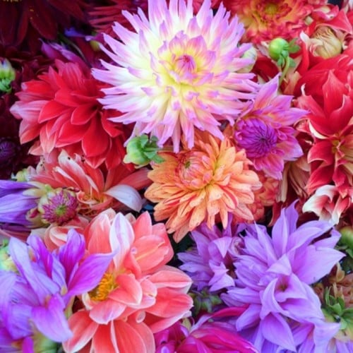 Dahlia Fantasy Mix A10