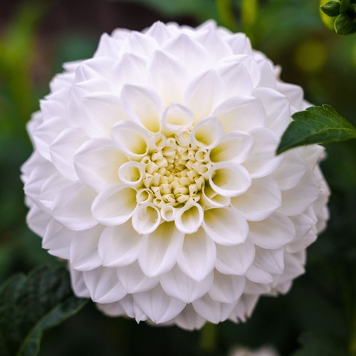 Dahlia décoratif Dinnerplate Fleurel