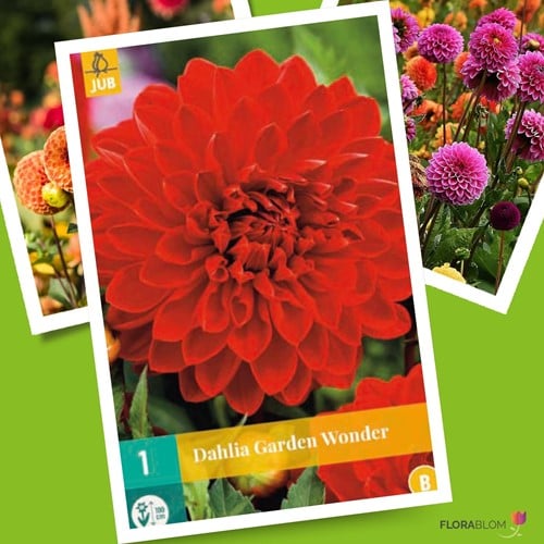 Dahlia décoratif Garden Wonder