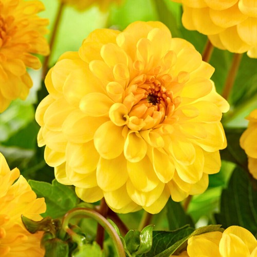 Dahlia Pompon Jaune - Dahlia golden scepter