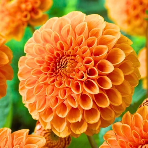 Dahlia Sylvia - Dahlia ball