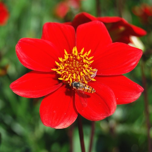Dahlia Topmix Rouge