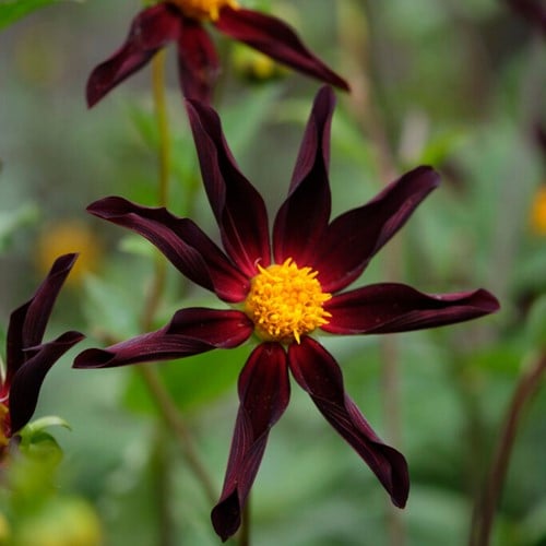 Dahlia Verrone’s Obsidian - Dahlia orchid