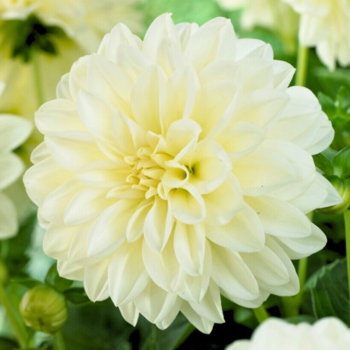 Dahlia Décoratif Blanc - Dahlia Fleurel