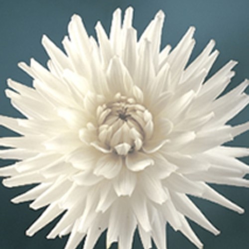 Dahlia Cactus White Star