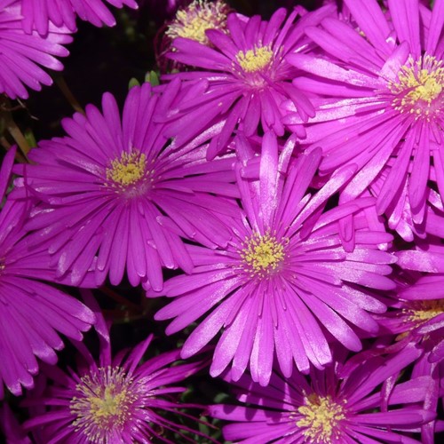 Délosperme de Cooper - Delosperma cooperi