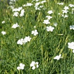 Oeillet à delta Albiflora - Dianthus deltoides