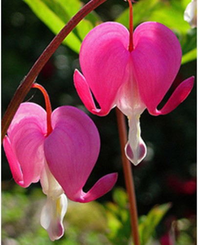 Coeur de Marie Rose - Dicentra spectabilis