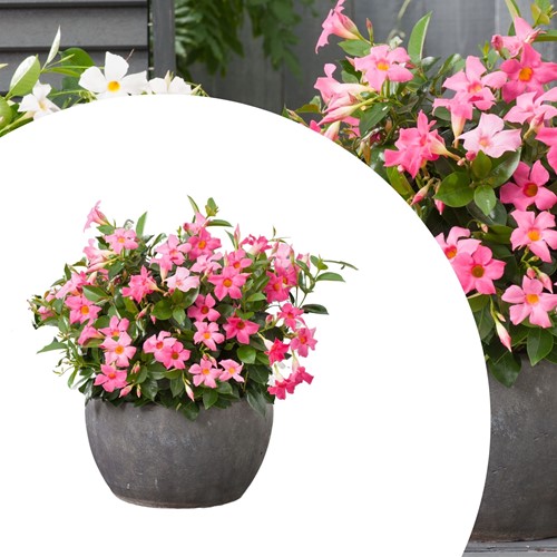 Mandevilla / Dipladenia - Jasmin du Brésil rose (Plantes en Pot)