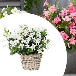 Mandevilla / Dipladenia - Jasmin du Brésil blanc (Plantes en Pot)