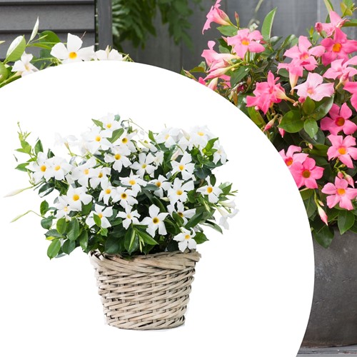 Mandevilla / Dipladenia - Jasmin du Brésil blanc (Plantes en Pot)