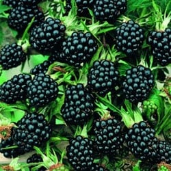 Ronce sans épines – Rubus ulmifolius