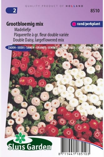 Pâquerette à gr. fleur double variée  Bellis Perennis