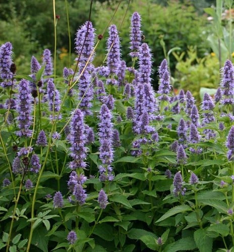 Agastache Black Adder - Agastache